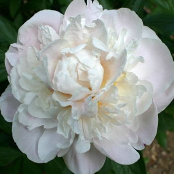 Paeonia lactiflora 'Gardenia' - P11 -0/10 cm