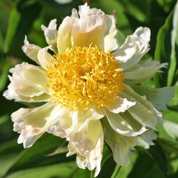 Paeonia lactiflora 'Green Lotus' - P11 - 0/10 cm