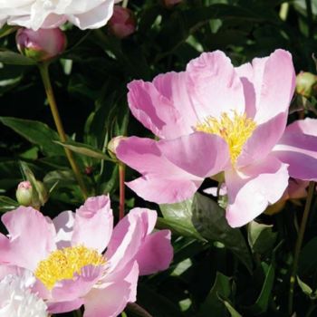 Paeonia lactiflora 'Nymphe' - P11 - 0/10 cm