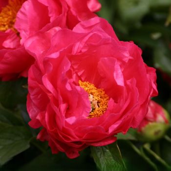 Paeonia lactiflora 'Paula Fay' - P11 - 0/10 cm