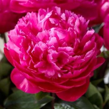 Paeonia lactiflora 'Red Sarah Bernhardt' - P11 - 0/10 cm