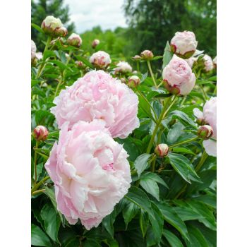 Paeonia lactiflora 'Shirley Temple' - P11 - 0/10 cm