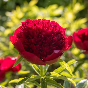 Paeonia lactiflora 'Red Charm' - P11 - 0/10