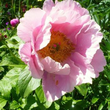 Paeonia lactiflora 'Salmon Chiffon' - P11 - 0/10 cm