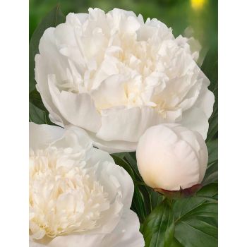 Paeonia lactiflora ' Immaculee' - P11 -0/10 cm