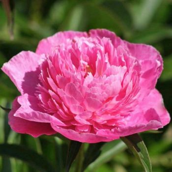 Paeonia lactiflora 'Bouquet Perfect' - P11 - 0/10 cm