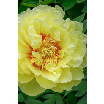 Paeonia lactiflora 'Shining Light' - P11 - 0/10 cm