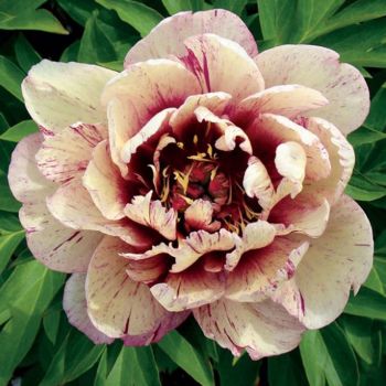 Paeonia Itoh 'All That Jazz' - C6 L