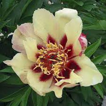 Paeonia Itoh 'Court Yester' - C6 L