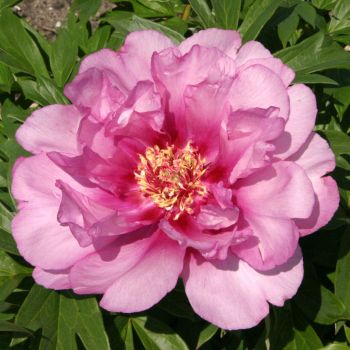 Paeonia Itoh 'First Arrival - C6 L