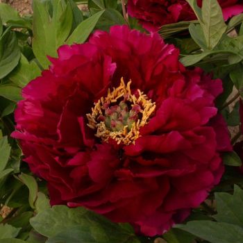 Paeonia suffruticosa 'Mo Run Jue Lun' - P11 - 15/20 cm