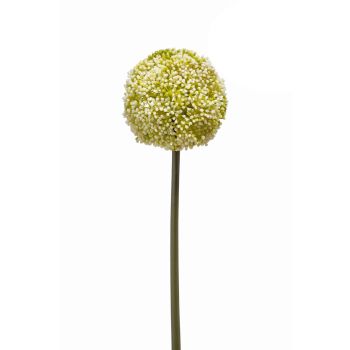 Allium Grana Belo/Zelena - 75 cm