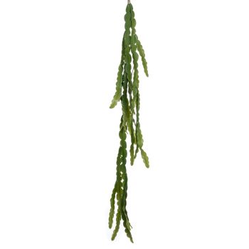 Epiphyllium Grana Viseća - 110 cm