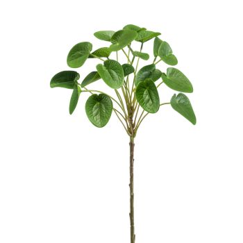 Pilea Stabljika Zelena - 50 cm