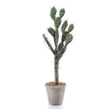 Kaktus Sabra U Sivoj Saksiji - 80 cm