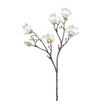 Magnolia Grana Krem - 65 cm