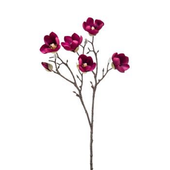 Magnolia Grana Bordo - 65 cm