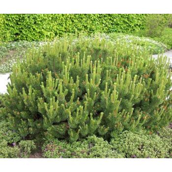 Pinus mugo 'Mughus' - P13 - 10/15 cm