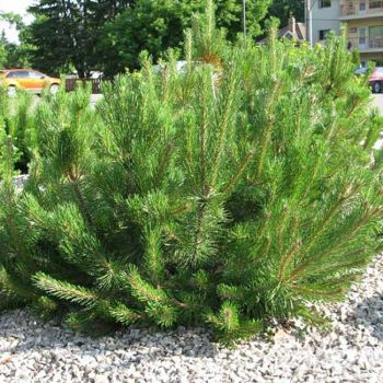 Pinus mugo 'Mughus' - C3 L - 25/30 cm