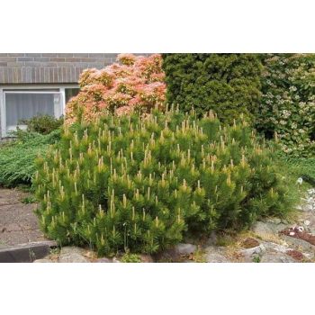 Pinus mugo 'Mughus' - C2L - 15/20 cm