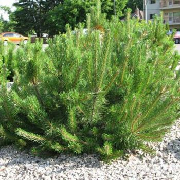 Pinus mugo 'Mughus' - C2 L - 20/30 cm