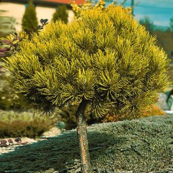 Pinus mugo 'Carstens Winter Gold' - C5L - kalem 40 cm