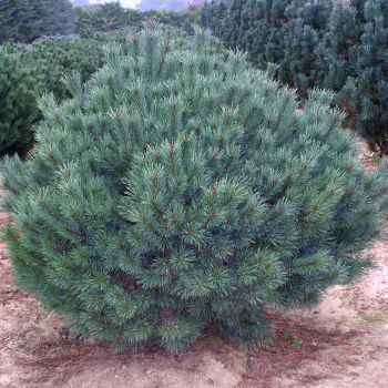 Pinus sylvestris 'Watereri' ( NANA) - C125 L - Multistam