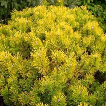 Pinus mugo 'Golden Glow' - C3L - 15/20 cm