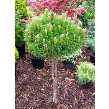 Pinus densiflora 'Low Glow' - C10L - kalem 40 cm