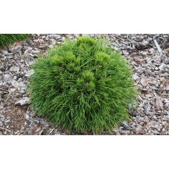 Pinus mugo 'Varella' - C5L - 20/25 cm