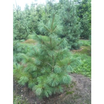 Pinus Strobus - C2 L - 20/30 cm