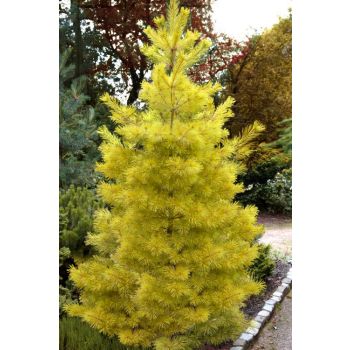 Pinus strobus 'Louie' - C10L - 40/50 cm