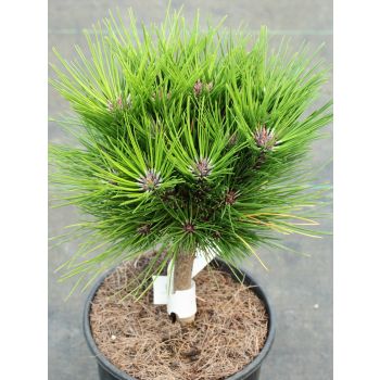 Pinus densiflora 'Benelux' - C10L - 40 cm kalem