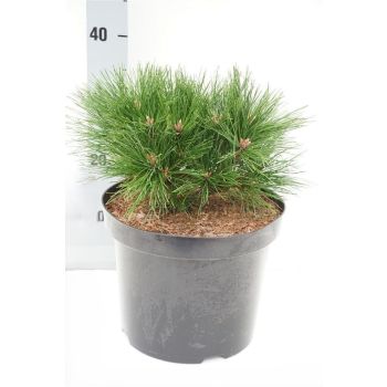 Pinus densiflora 'Benelux' - C7.5L - 25/30 cm