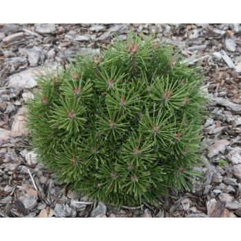 Pinus mugo 'Franciska' - C10L - 40 cm kalem