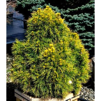 Pinus sylvestris 'Moseri' - C10L - 40 cm kalem