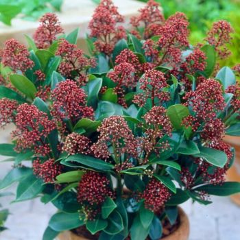 Skimmia japonica 'Rubella' - P15 - 20/30 cm