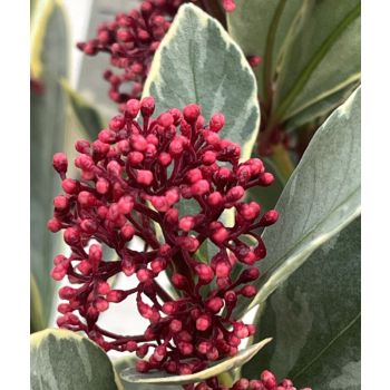 skimmia japonica 'Perosa' - C3L - 35+ cm