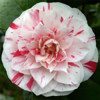 Camellia japonica 'Bonomiana' - C7 L - 60/80 cm