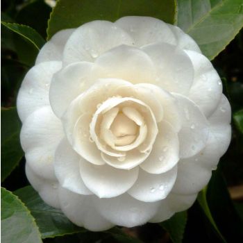 Camellia japonica 'Perfection White' - C7 L - 60/80 cm