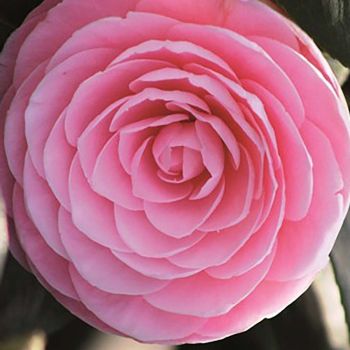 Camellia japonica 'Mrs. Tingley' - C7 L - 60/80 cm