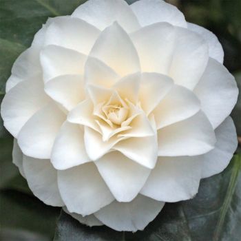 Camellia japonica Purity - C3 L - 30/40 cm