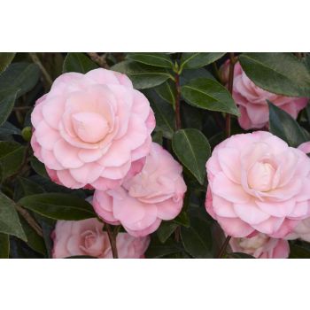 Camellia japonica 'Nuccio's Pearl' - C5L - 60/80 cm