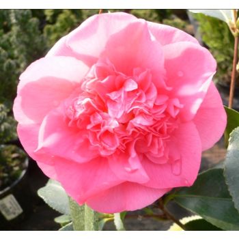 Camellia japonica 'Rosa' - C3 L - 20/40 cm
