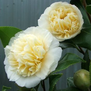 Camellia japonica 'Brushfield's Yellow' - C4L - 30/40 cm