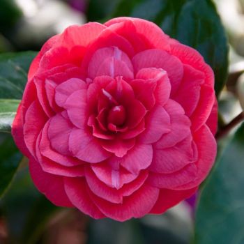 Camellia japonica 'Princess Baciocchi' - C3L - 40/60 cm