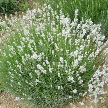 Lavandula angustifolia 'Alba' - P15 - 20/30 cm