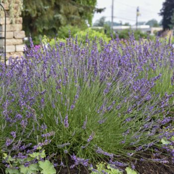 Lavandula x intermedia 'Phenomenal' - P15 - 15/20 cm