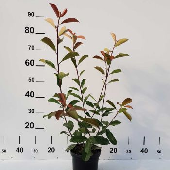 Photinia serrulata 'Red Robin' - C5 L - 60/80 cm