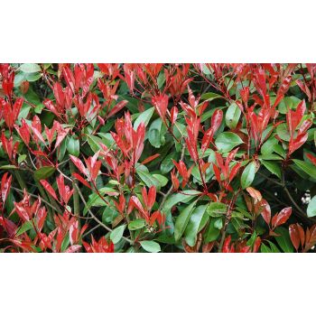 Photinia serrulata 'Red Robin' - C2L - 40/50 cm